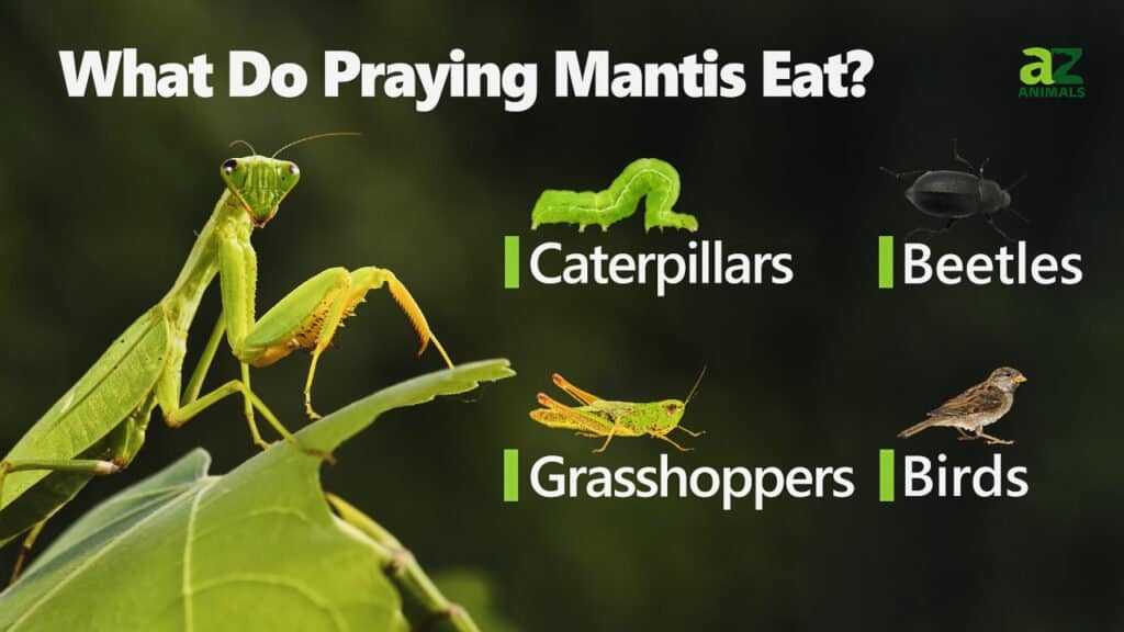 Effective Ways to Optimize Your Praying Mantis Diet in 2025: Essential Insights to Enhance Their Nutrition