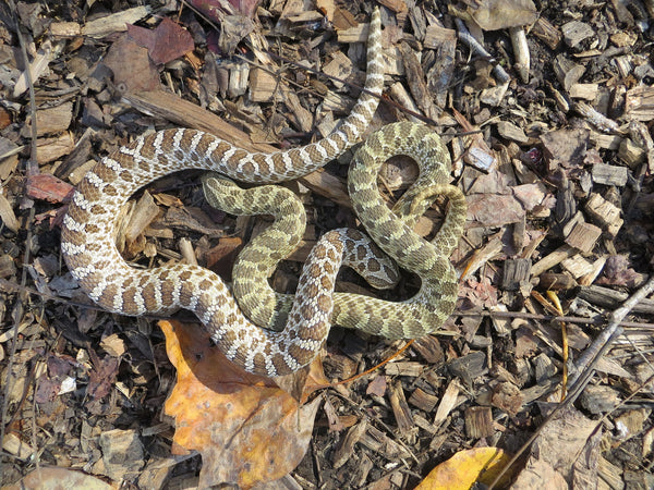 Essential Guide to Hognose Snake Diet: Best Foods & Feeding Tips for 2025