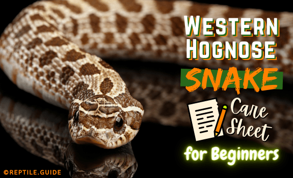 Hognose Snake Diet