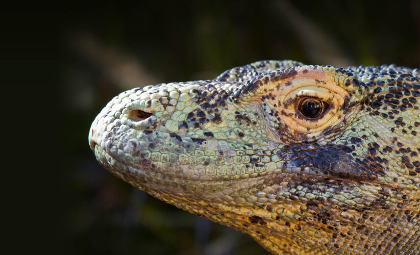 Effective Ways to Optimize Your Komodo Dragon Diet for 2025