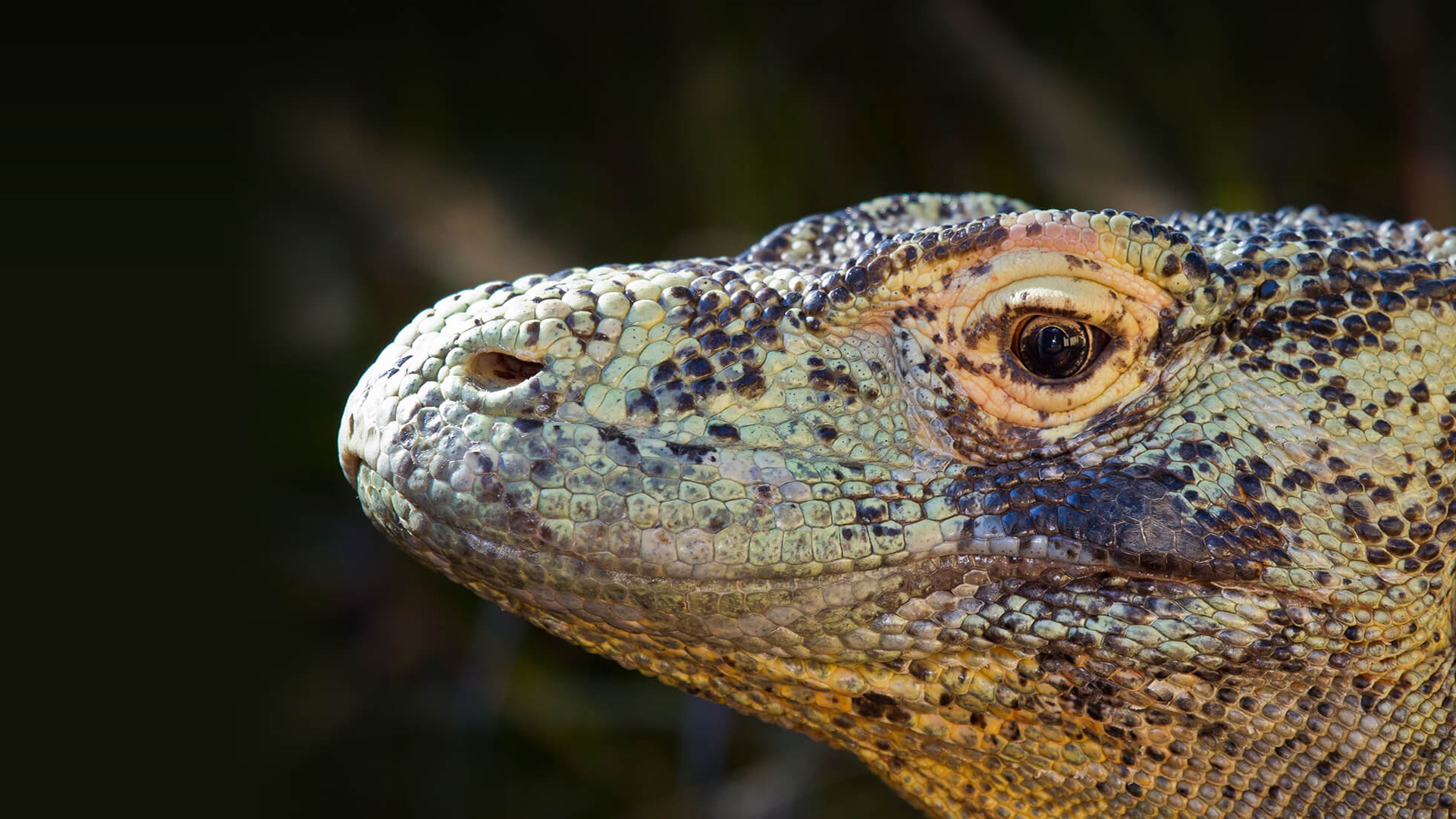 Effective Ways to Optimize Your Komodo Dragon Diet for 2025