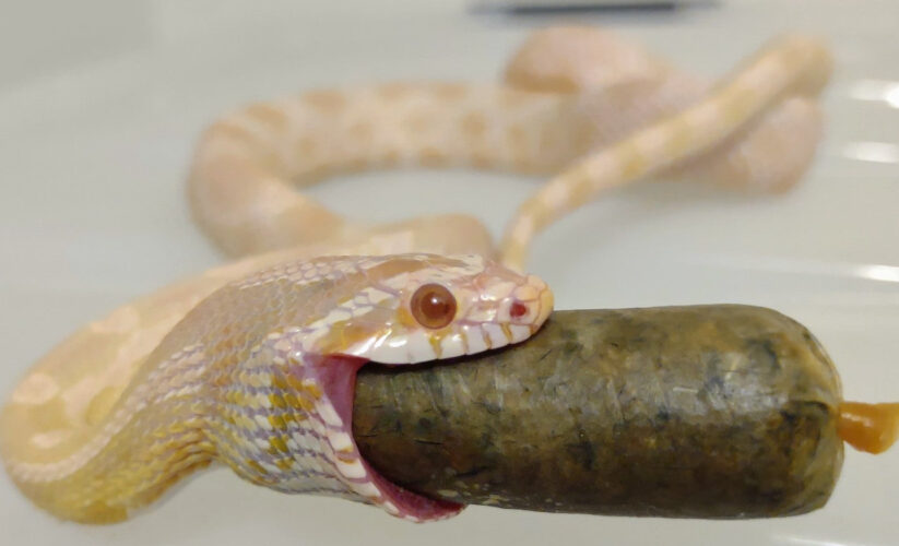 Effective Ways to Ensure a Healthy Corn Snake Diet in 2025: Key Tips and Insights