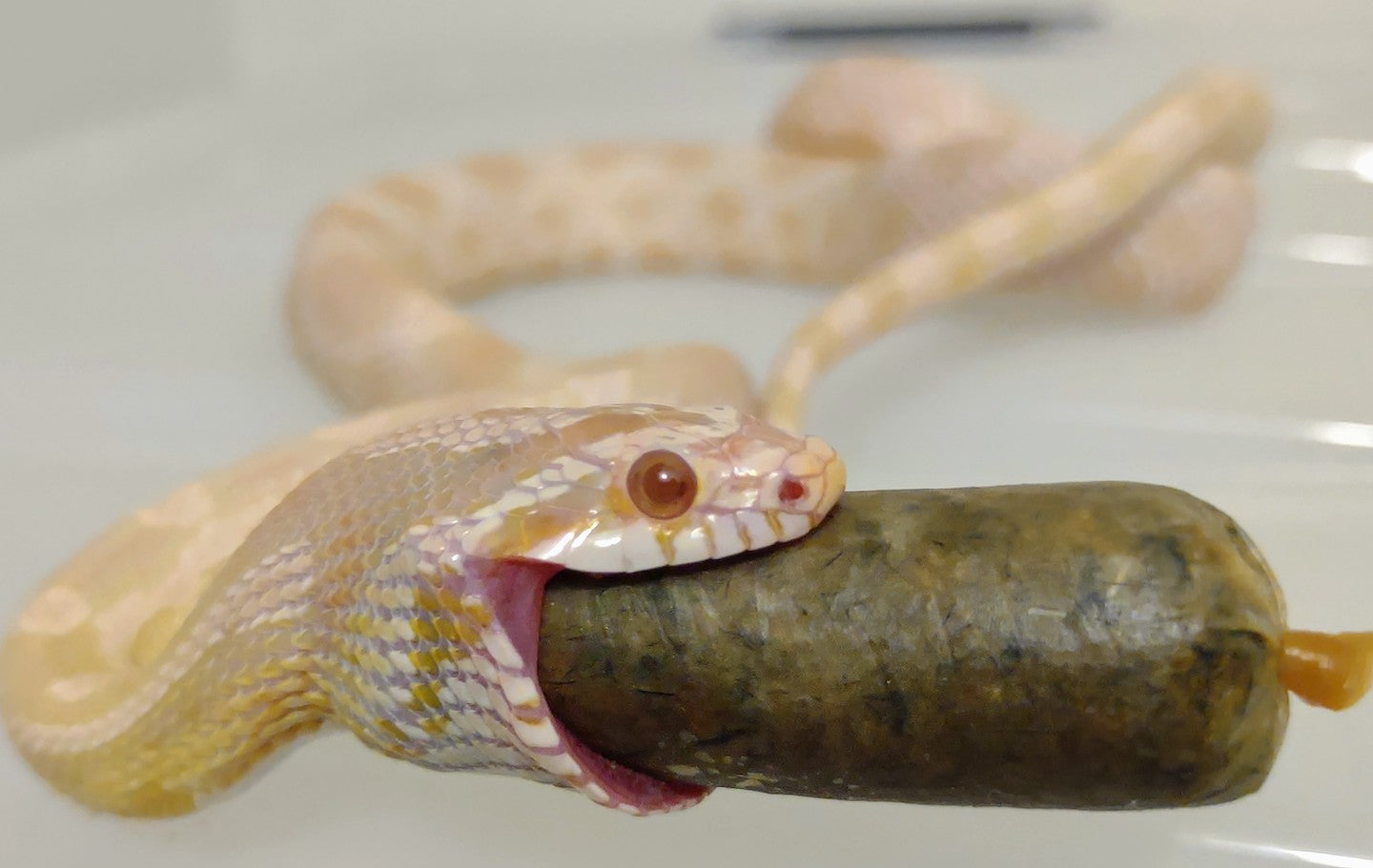 Effective Ways to Ensure a Healthy Corn Snake Diet in 2025: Key Tips and Insights