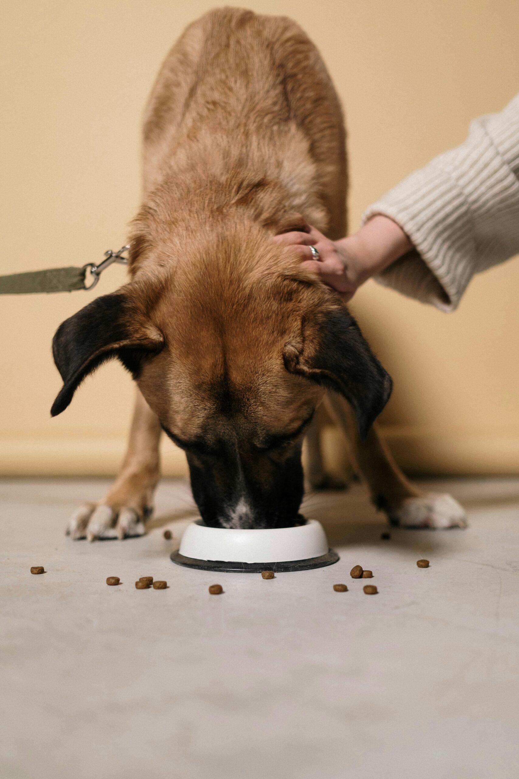 Essential Guide to Kidney Diet for Dogs: Improve Health in 2025 and Beyond