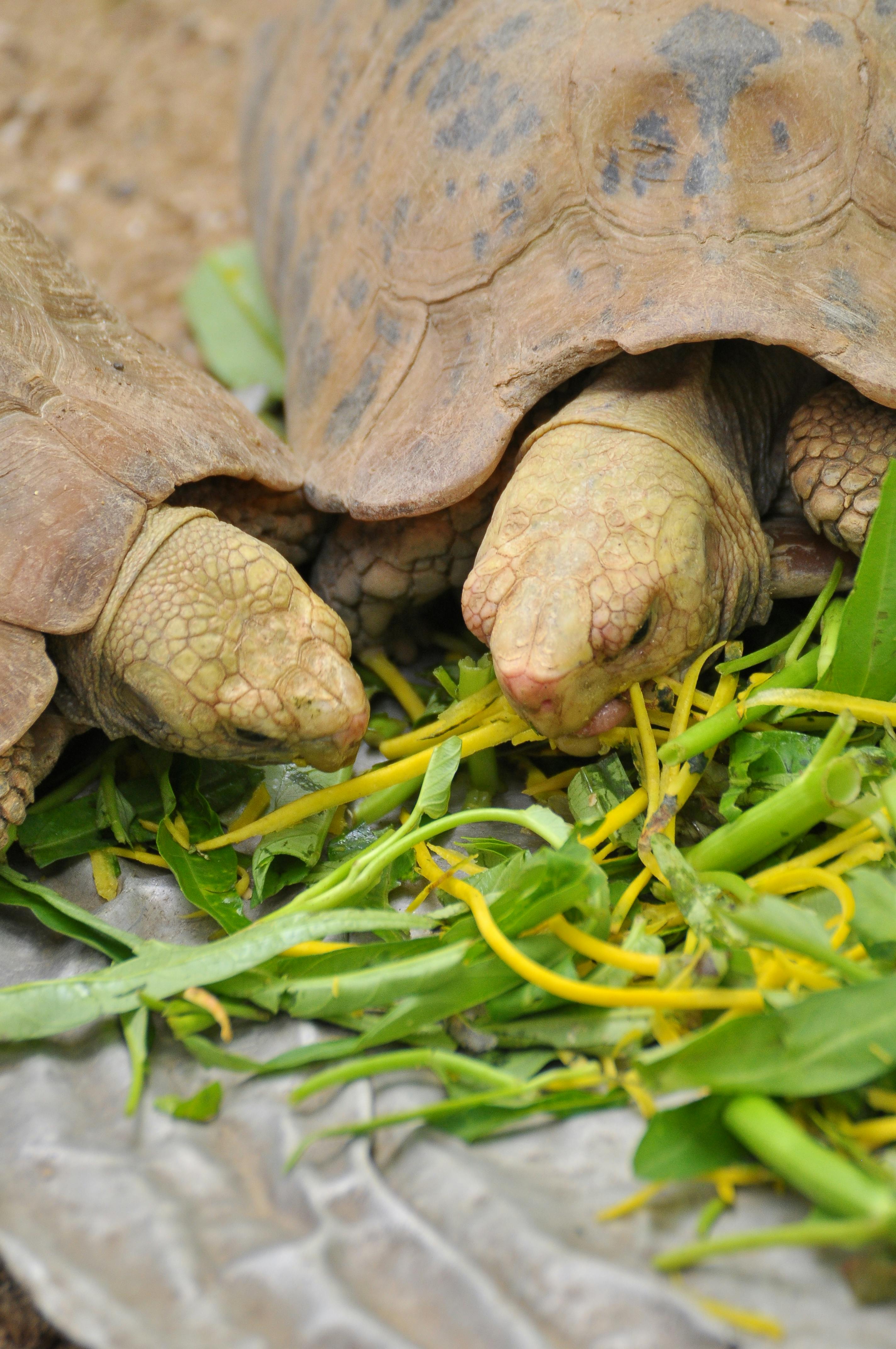 Healthy Eastern Box Turtle Diet