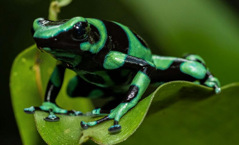 Essential Guide to the Poison Dart Frog Diet: Discover Their Unique Nutritional Needs in 2025