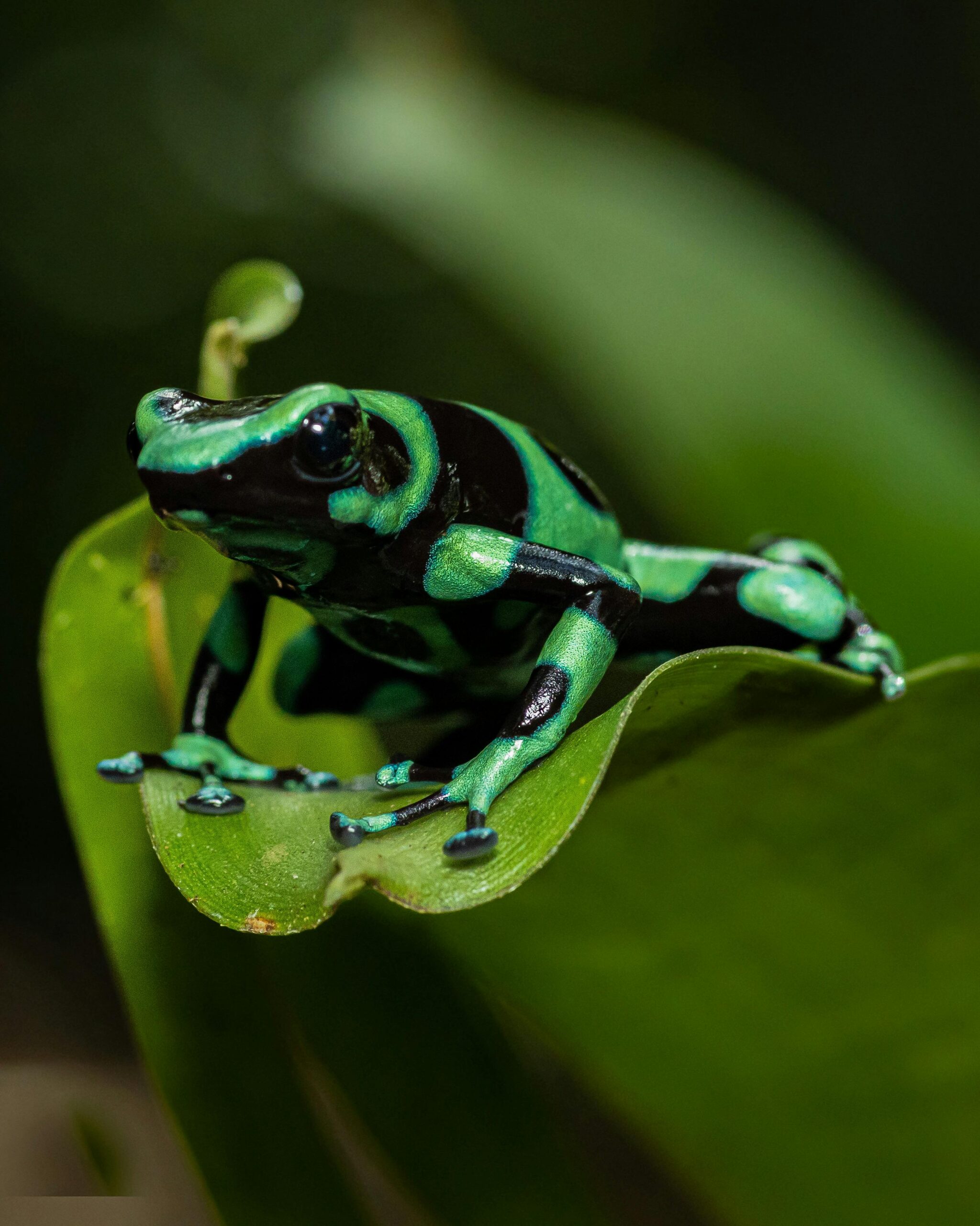 Essential Guide to the Poison Dart Frog Diet: Discover Their Unique Nutritional Needs in 2025